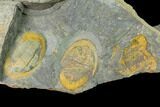 Triple Asaphellus Trilobite Plate With Pos/Neg - Morocco #138932-1